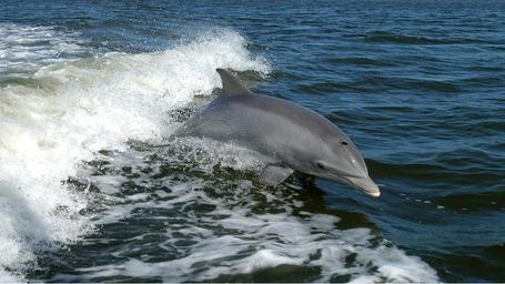 dolphin_ocean_waves_jump