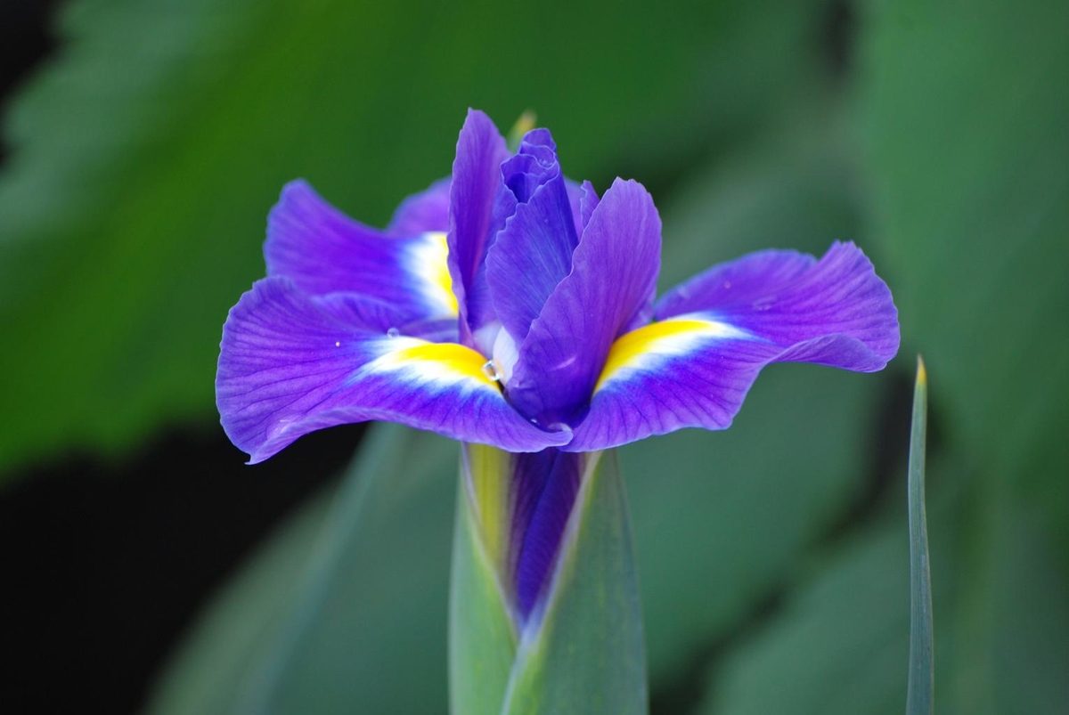 featured-iris-flower