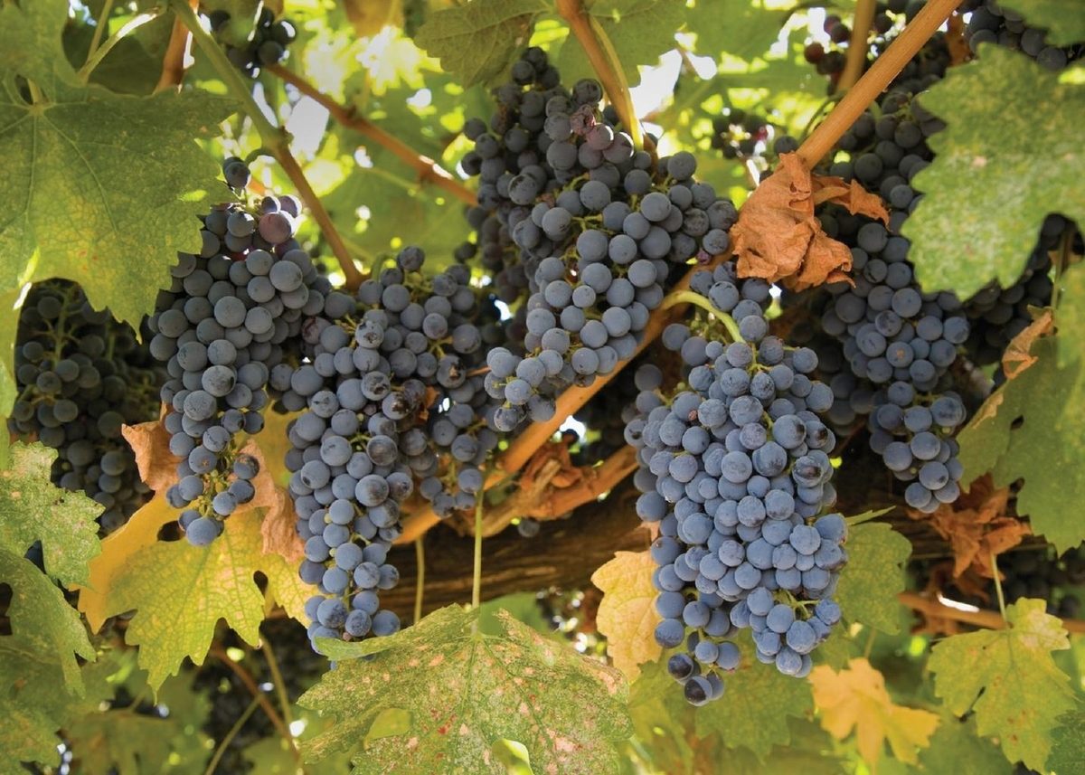 grapes_grapevine_agriculture_winery_5
