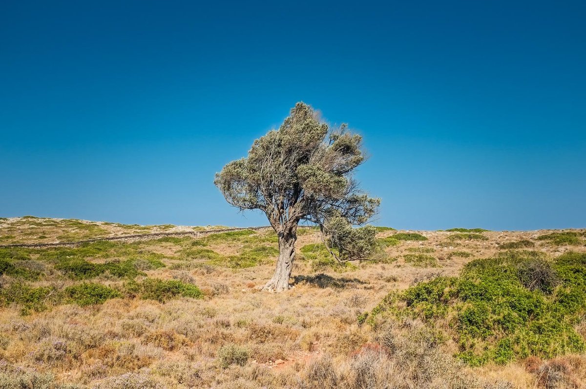 Advantages of Decision Trees