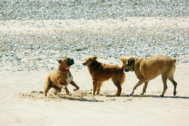 dogs_playing_on_beach