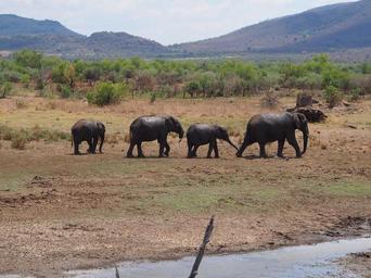 elephant_flock_baby_elephant