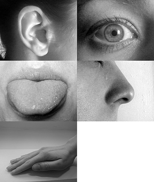 five_senses