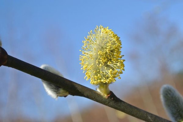 willow_catkins_blossom_bloom