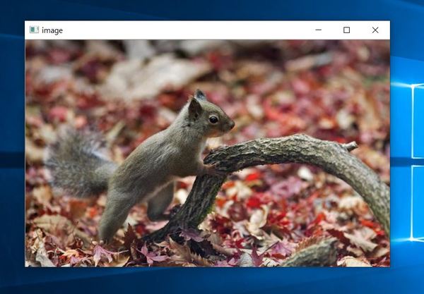 display-squirrel-picJPG