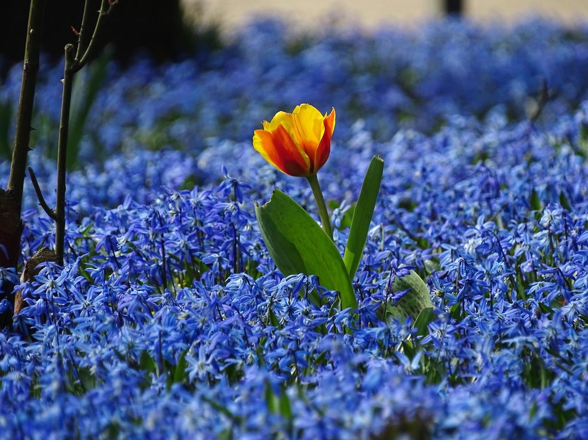 spring_tulip_meadow_blue