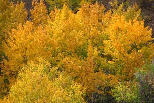 aspens_in_fall