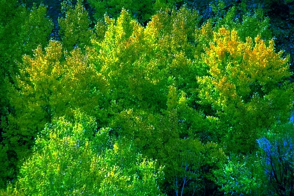 aspens_in_fall_forest_output