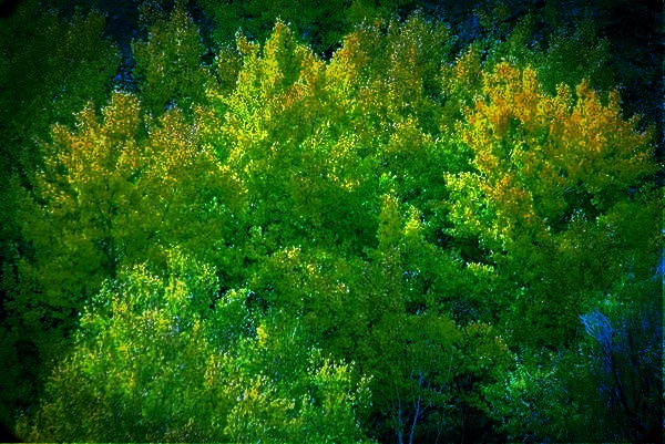 aspens_in_fall_forest_output_masked