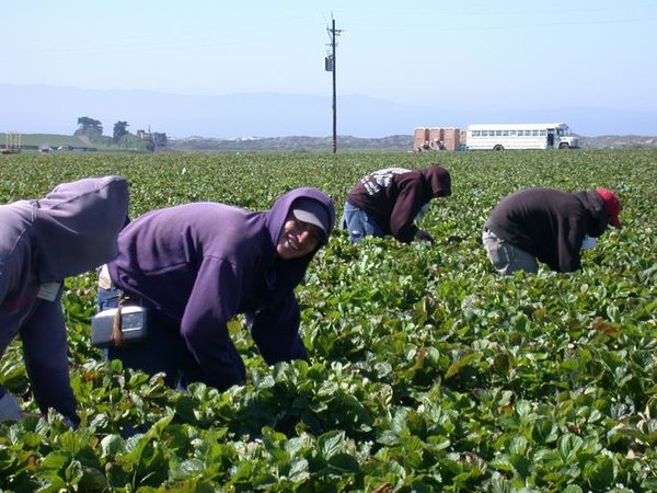 strawberry-picking