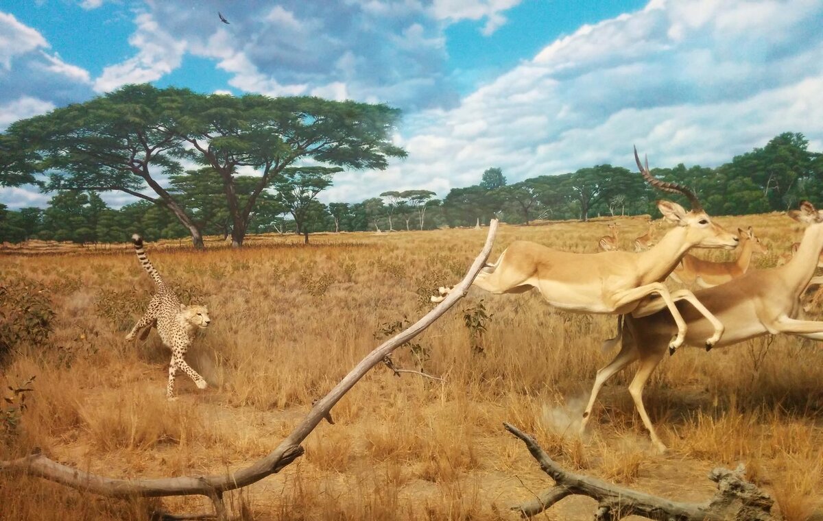 cheetah_gazelle_hunting_running