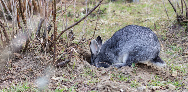 rabbit-holes-resized