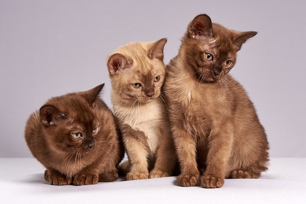 1-group-of-cats